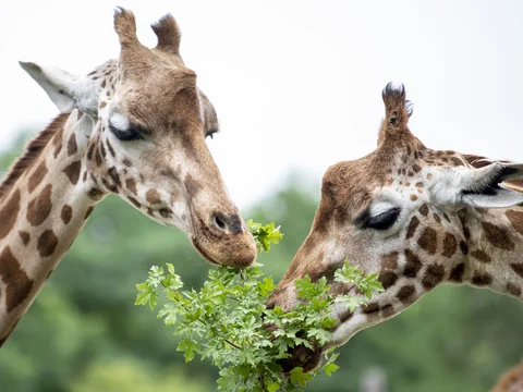 Zwei Giraffen fressen Blätter.