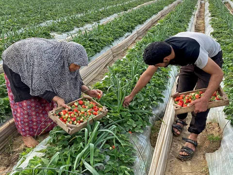 Zwei Personen pflücken Erdbeeren auf einem Feld im Gazastreifen.
