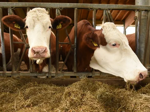 Zwei Kühe im Stall beim Fressen von Heu.