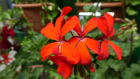 Geranium rto