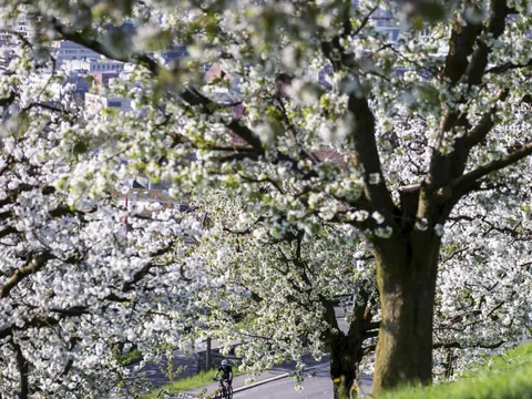 Kirschbaum in voller Blüte