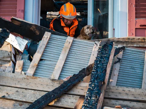 Rettungskräfte helfen einem Hund aus einem zerstörten Gebäude, umgeben von Trümmern.