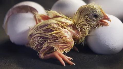 Frisch geschlüpftes Küken neben Eierschalen.