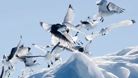 Arktische Vögel auf Schnee