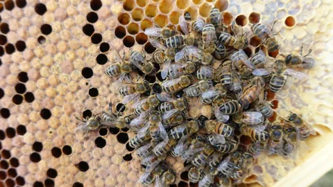 Honigbienen auf einer Brutwabe sind vereinzelt mit Varroamilben befallen.