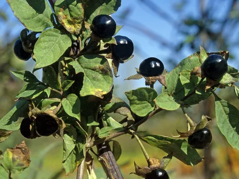 Beeren der Tollkirsche an einem Strauch.