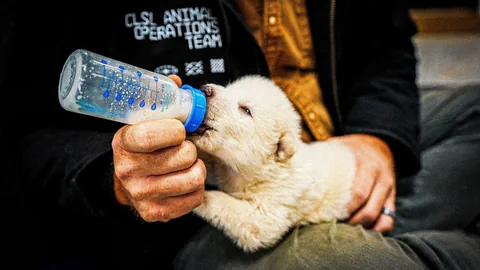 Kleiner Wolf wird mit der Flasche gefüttert