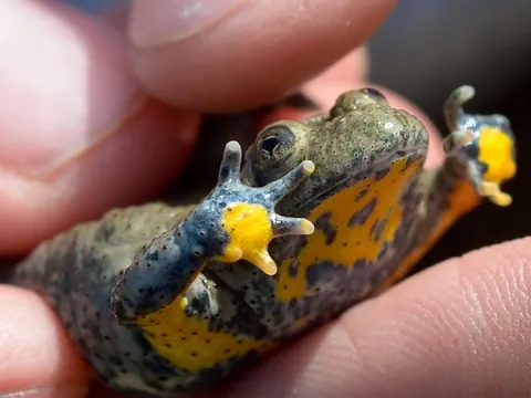 Kleine gelbbauchige Kröte in menschlicher Hand.