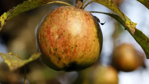 Apfel