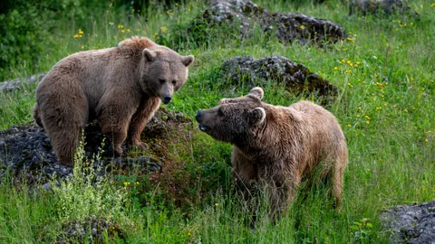 Zwei Bären in der Anlage des Natur- und Tierparks Goldau.