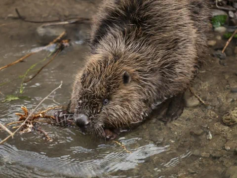 Biber im Wasser mit Zweig im Maul.