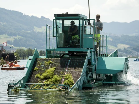 Schiff mit Wassergras