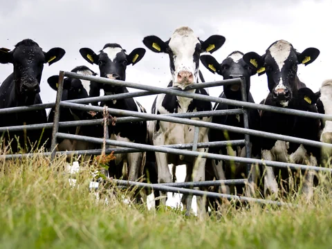 Kühe auf Feld