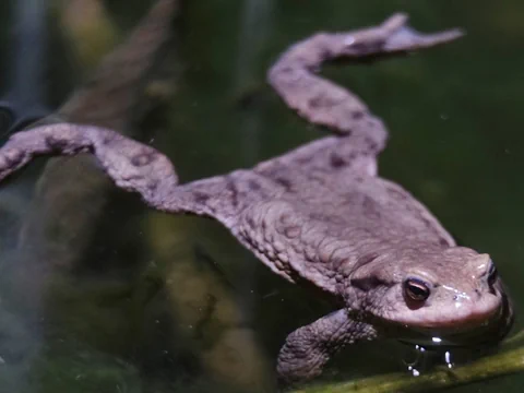 Nahaufnahme eines Frosches im Wasser.