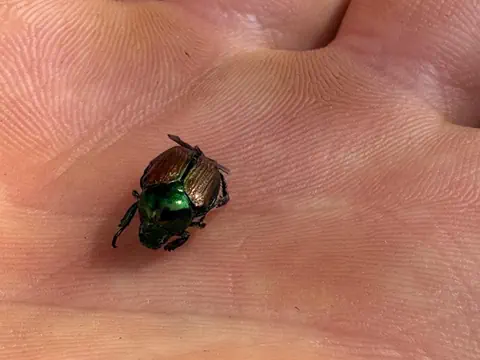 Ein kleiner Käfer mit grünem und braunem Panzer auf einer menschlichen Hand.