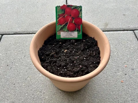 Blumentopf mit Radieschen