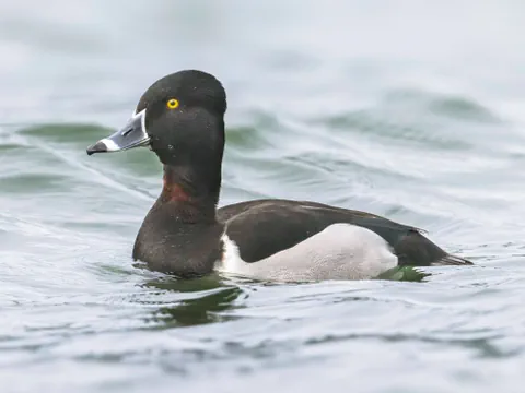 Ringelente schwimmt auf dem Wasser.