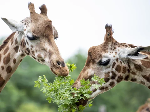 Zwei Giraffen fressen Blätter.