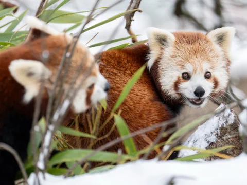 Zwei Rote Pandas im Schnee mit Bambus.