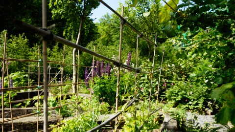 Permakulturgarten 