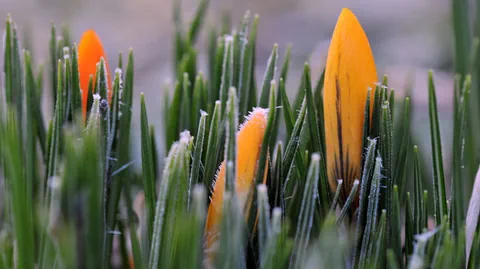 Krokus mit einer Reifschicht.