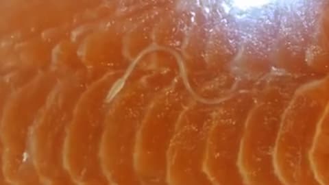 Parasiten in Lebensmitteln Fisch aus dem Laden Wenn der Wurm drin