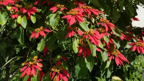 Strauch von Weihnachtsternen.