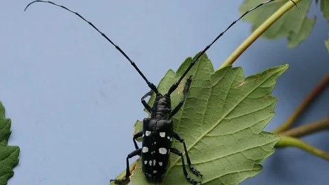 Ein Männchen des Asiatischen Laubholzbockkäfers. 