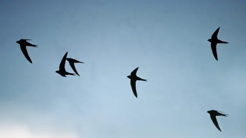 Mauersegler fliegen