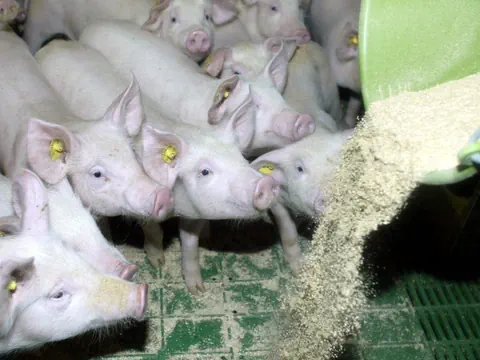 Ferkel füttern sich aus einem Futterspender.