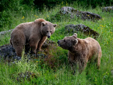 Zwei Braunbären auf einer Wiese mit Felsen.