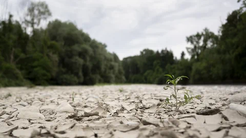 Trockene Flussbettlandschaft mit einer kleinen Pflanze in der Mitte, umgeben von Bäumen.