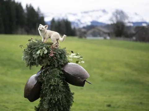Verkleidung aus Tannenzweigen mit Glocken auf Wiese, weisses Tier obenauf.