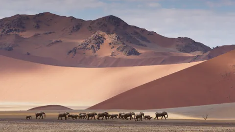Elefanten in Namibia