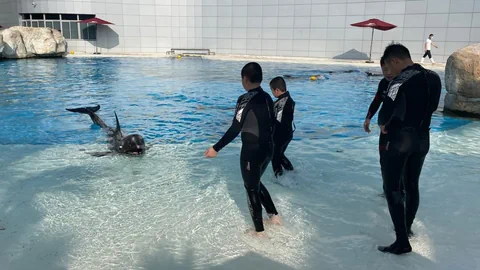 Delfinshow, Tier mit Trainern