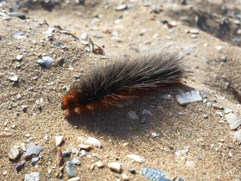 Nahaufnahme einer flauschigen Raupe auf Sand mit Muschelschalen.