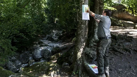 Förster heftet Waldbrandgefahrschild an Baum
