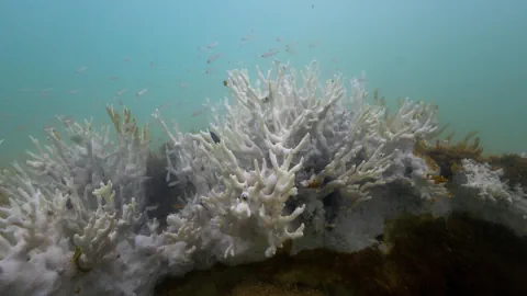 Ausgebleichte Koralle in trübem Wasser.