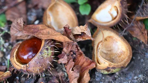 Die Hülle der Rosskastanie hat weiche Stacheln.