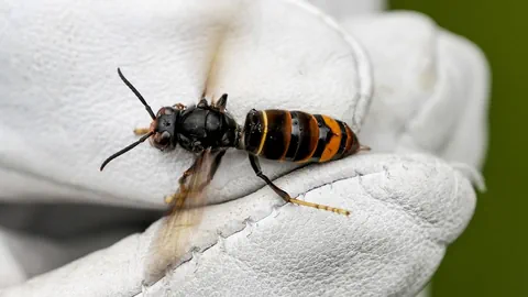Schwarzes Insekt mit gelben Streifen