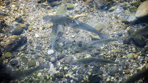 Fische schwimmen über einem kiesigen Flussbett.