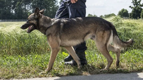 Ein Mann führt einen Schäferhund an der Leine