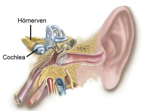 Anatomische Illustration des menschlichen Ohrs mit markierter Cochlea und Hörnerven.