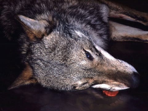 Session - Die Geschichte vom bösen Wolf - News - SRF