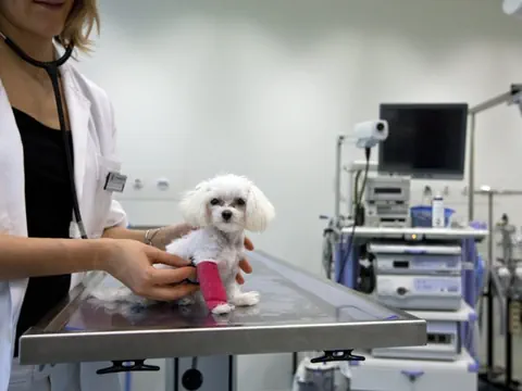 Kleiner Hund auf Tierarztliege. 