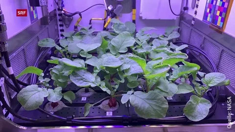 Pflanzen wachsen unter künstlichem Licht in einem Gewächshaus.