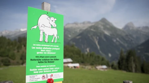 Warnschild Kühe