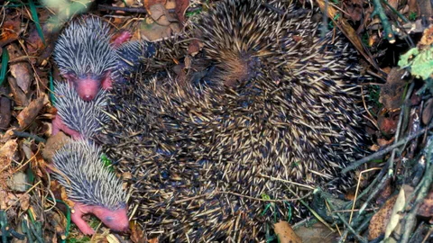 Europäischer Braunbrustigel mit seinem Nachwuchs.
