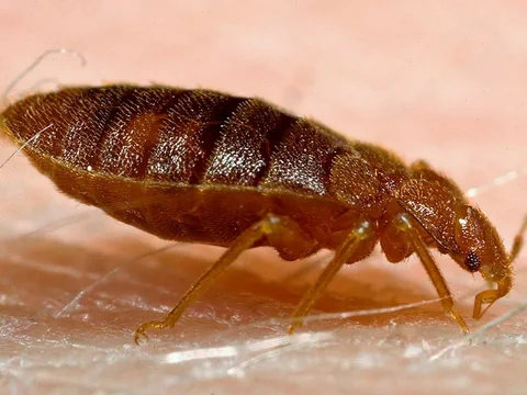 Nahaufnahme eines braunen Insekts mit segmentiertem Körper auf heller Oberfläche.