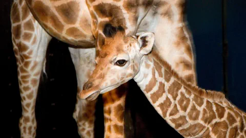 Junges Giraffenkalb steht neben Mutter.